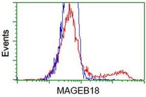 HEK293T cells transfected with either RC206329 overexpress plasmid (Red) or empty vector control plasmid (Blue) were immunostained by anti-MAGEB18 antibody (ABIN2454279), and then analyzed by flow cytometry. (MAGEB18 anticorps)