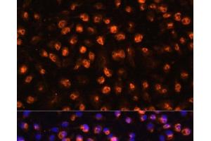 Immunofluorescence analysis of RAW264. (CD11b anticorps)