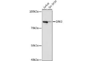 Western blot analysis of extracts of various cell lines, using GRK3 antibody (ABIN7265505) at 1:1000 dilution. (ADRBK2 anticorps)