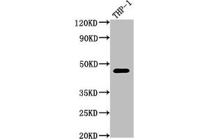 Western Blot Positive WB detected in: THP-1 whole cell lysate All lanes: CD38 antibody at 1:2000 Secondary Goat polyclonal to rabbit IgG at 1/50000 dilution Predicted band size: 35, 14 kDa Observed band size: 42 kDa (Recombinant CD38 anticorps)