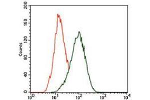 Flow cytometric analysis of HeLa cells using KLF1 mouse mAb (green) and negative control (red).