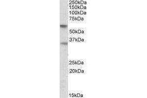 AP21297PU-N SIGLEC6 antibody staining of Human Placenta lysate at 0. (SIGLEC6 anticorps  (Internal Region))