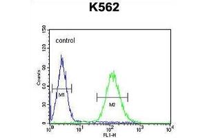 TEX9 Antibody (N-term) flow cytometric analysis of K562 cells (right histogram) compared to a negative control cell (left histogram). (TEX9 anticorps  (N-Term))