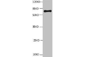 All lanes: Mouse Anti-BSA monoclonal antibody at 1 μg/mL Lane 1:Bovine serum Albumin Predicted band size : 67kd Observed band size : 67kd (BSA anticorps)