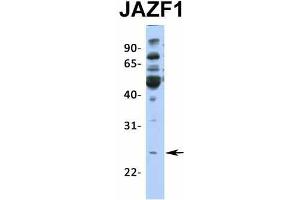 Host:  Rabbit  Target Name:  JAZF1  Sample Type:  Hela  Antibody Dilution:  1.