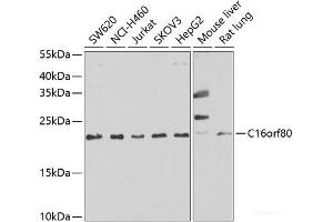 Western blot analysis of extracts of various cell lines using C16orf80 Polyclonal Antibody at dilution of 1:1000. (C16orf80 anticorps)
