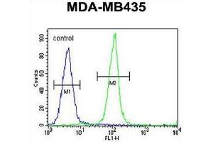 IGKV A18 Antibody (C-term) flow cytometric analysis of MDA-MB435 cells (right histogram) compared to a negative control cell (left histogram). (IGKV A18 anticorps  (C-Term))