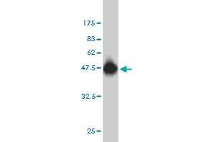 Western Blot detection against Immunogen (45.