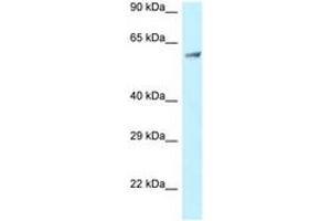 Image no. 1 for anti-Clathrin Interactor 1 (CLINT1) (AA 229-278) antibody (ABIN6747786)