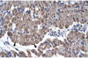 Immunohistochemical staining (Formalin-fixed paraffin-embedded sections) of human muscle with GAS7 polyclonal antibody  at 4-8 ug/mL working concentration. (GAS7 anticorps  (N-Term))