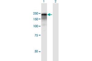 Western Blot analysis of CD109 expression in transfected 293T cell line by CD109 MaxPab polyclonal antibody. (CD109 anticorps  (AA 1-1445))