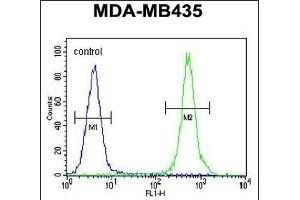 HP Antibody (Center) (ABIN654637 and ABIN2844334) flow cytometric analysis of MDA-M cells (right histogram) compared to a negative control cell (left histogram).