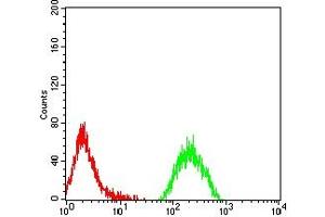 Flow cytometric analysis of MOLT4 cells using KAT2B mouse mAb (green) and negative control (red).