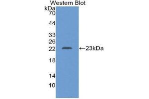 Western Blotting (WB) image for anti-Chorionic Somatomammotropin Hormone 1 (Placental Lactogen) (CSH1) (AA 28-192) antibody (ABIN1869838)