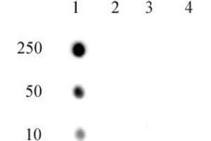 RNA Pol II CTD phospho Thr4 pAb tested by dot blot analysis. (Rpb1 CTD anticorps  (pThr4))