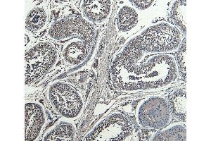 ABIN1590026 (7µg/ml) staining of paraffin embedded Human Testis.