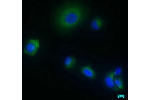Immunofluorescence staining of MCF-7 cells with ABIN7166116 at 1:50, counter-stained with DAPI. (Shisa9 anticorps  (AA 171-424))