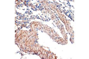 Immunohistochemistry of paraffin-embedded mouse lung using Caveolin-3 Rabbit mAb (ABIN7266157) at dilution of 1:100 (40x lens). (Caveolin 3 anticorps)