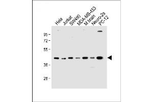 All lanes : Anti-HTR4 Antibody (N-term) at 1:1000 dilution Lane 1: Hela whole cell lysate Lane 2: Jurkat whole cell lysate Lane 3: S whole cell lysate Lane 4: MDA-MB-453 whole cell lysate Lane 5: Mouse brain lysate Lane 6: Neuro-2a whole cell lysate Lane 7: PC-12 whole cell lysate Lysates/proteins at 20 μg per lane. (Serotonin Receptor 4 anticorps  (N-Term))