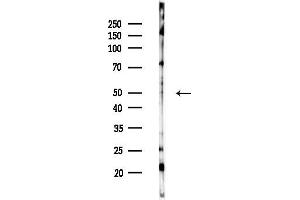 Western blot analysis of lysates from HepG2 cells(starvation,24h treatment), using SLC10 Antibody at 1/1000 dilution.