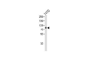 Western blot analysis of lysate from T47D cell line,using EXT2 Antibody (Center) (ABIN653350 and ABIN2842830). (EXT2 anticorps  (AA 182-209))