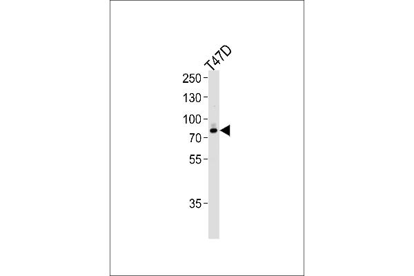 EXT2 anticorps  (AA 182-209)