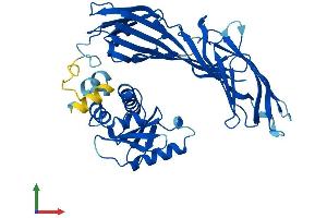 AlphaFold protein structure predicition of Mouse Recombinant Ap3m1 Protein, UniprotID Q9JKC8