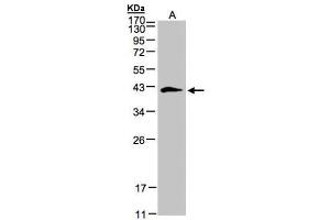 WB Image Sample(30 ug whole cell lysate) A:293T 12% SDS PAGE antibody diluted at 1:500 (Biglycan anticorps)