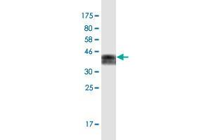 Western Blot detection against Immunogen (36.