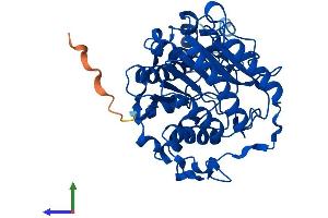 AlphaFold protein structure predicition of Human Recombinant HDAC8 Protein, UniprotID Q9BY41