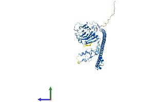 AlphaFold protein structure predicition of Human Recombinant TRIM58 Protein, UniprotID Q8NG06