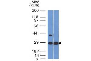 Western Blot of human Heart and HepG2 cell lysate using Erythropoietin Mouse Monoclonal Antibody (EPO/1368). (EPO anticorps  (AA 28-162))