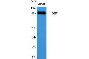 Western Blotting (WB) image for anti-Signal Transducer and Activator of Transcription 1, 91kDa (STAT1) (Internal Region) antibody (ABIN3177538) (STAT1 anticorps  (Internal Region))