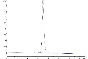 The purity of Biotinylated Human PD-L1 is greater than 95 % as determined by SEC-HPLC.