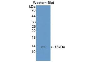 Detection of Recombinant MTNR1A, Human using Polyclonal Antibody to Melatonin Receptor 1A (MTNR1A) (Melatonin Receptor 1A anticorps  (AA 296-350))