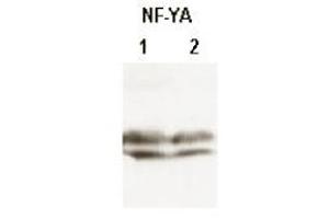 CHO-7 cells were cultured in the absence (1) or presence (2) of cholesterol. (NFYA anticorps  (N-Term))