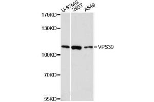 Western blot analysis of extracts of various cell lines, using VPS39 antibody. (VPS39 anticorps  (AA 606-875))