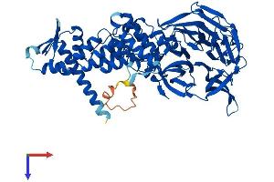 AlphaFold protein structure predicition of Mouse Recombinant Klhl41 Protein, UniprotID A2AUC9