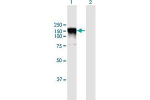 RALGDS anticorps  (AA 1-902)