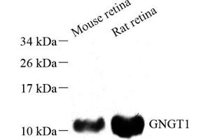 Western blot analysis of GBG1 (ABIN7073994) at dilution of 1: 500 (GNGT1 anticorps)