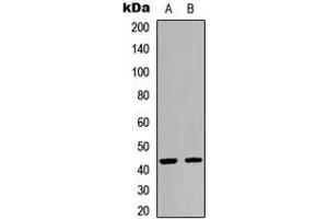 Western blot analysis of GPR54 expression in HEK293T (A), A549 (B) whole cell lysates. (KISS1R anticorps  (C-Term))