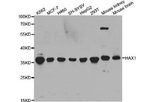 Western blot analysis of extracts of various cell lines, using HAX1 antibody (ABIN5973233) at 1/1000 dilution. (HAX1 anticorps)