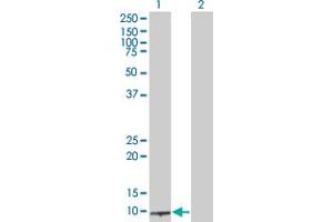 Western Blot analysis of BLID expression in transfected 293T cell line by BLID MaxPab polyclonal antibody. (BLID anticorps  (AA 1-108))