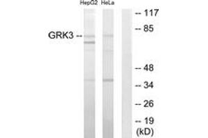 Western blot analysis of extracts from HepG2/HeLa cells, using GRK3 Antibody.