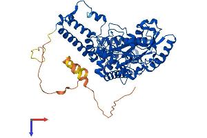AlphaFold protein structure predicition of Human Recombinant GAD2 Protein, UniprotID Q05329