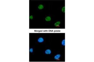 ICC/IF Image Immunofluorescence analysis of paraformaldehyde-fixed HeLa, using ZNF211, antibody at 1:200 dilution.