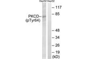 Western blot analysis of extracts from HepG2 cells treated with PMA 125ng/ml 30', using PKCD (Phospho-Tyr64) Antibody. (PKC delta anticorps  (pTyr64))