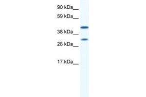 Western Blotting (WB) image for anti-Gap Junction Protein, alpha 1, 43kDa (GJA1) antibody (ABIN2461382) (Connexin 43/GJA1 anticorps)