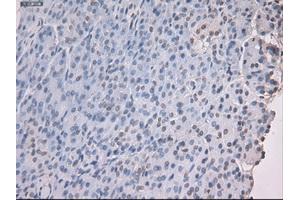 Immunohistochemical staining of paraffin-embedded kidney using anti-Nog (ABIN2452676) mouse monoclonal antibody. (NOG anticorps  (AA 28-232))