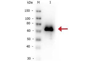 Western Blot of Rabbit anti-Glucose Oxidase antibody Biotin Conjugated. (Glucose Oxidase anticorps  (Biotin))